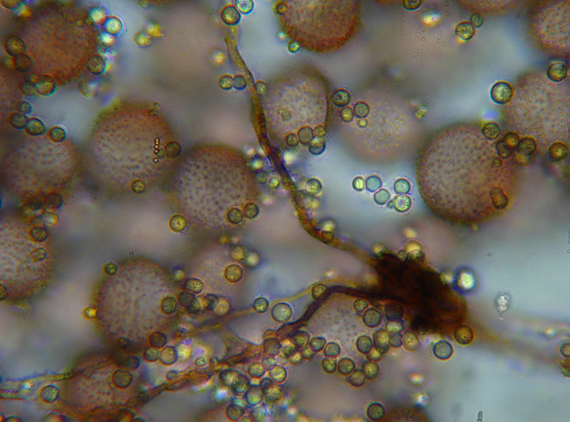 Diderma crustaceum
